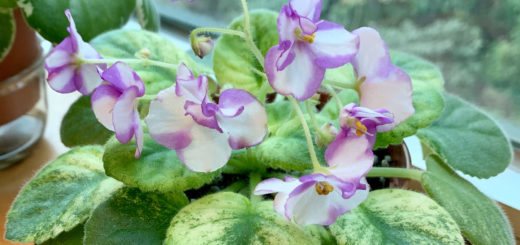 African Violet: Rob's Jacuzzi Floozie